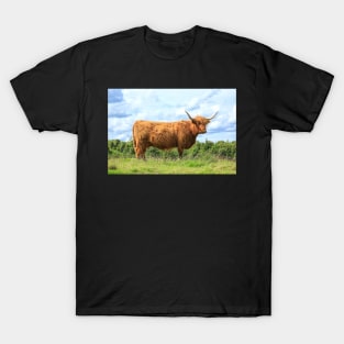 Highland cow on a sunny day T-Shirt